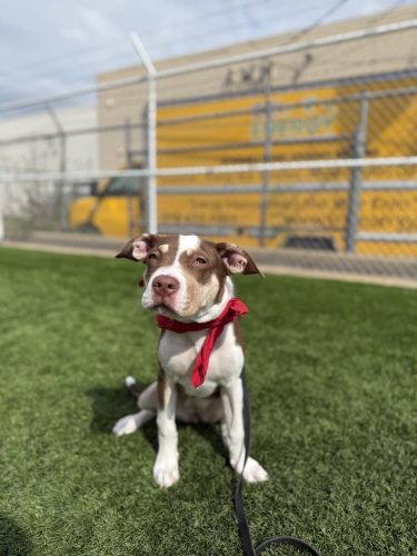 Dog-Training-Tulsa-152