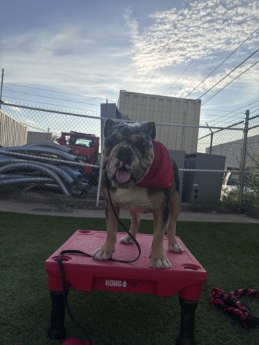 Dog-Training-Tulsa-155