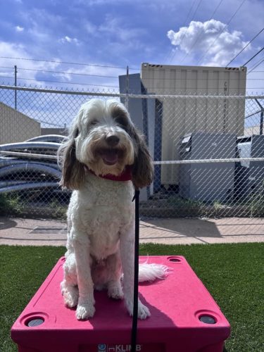 Dog-Training-Tulsa-158