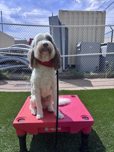 Dog-Training-Tulsa-159