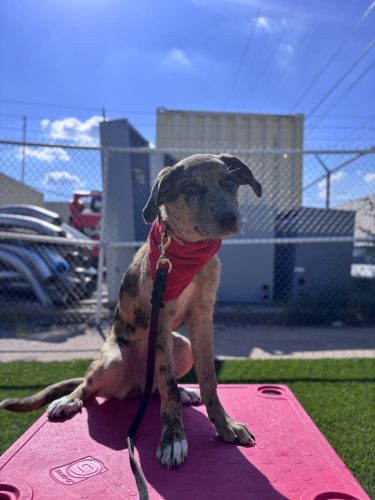 Dog-Training-Tulsa-162