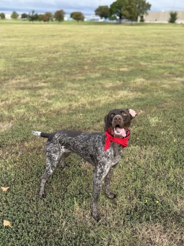 Dog-Training-Tulsa-165