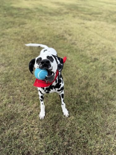 Dog-Training-Tulsa-166