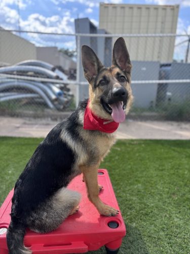 Dog-Training-Tulsa-171