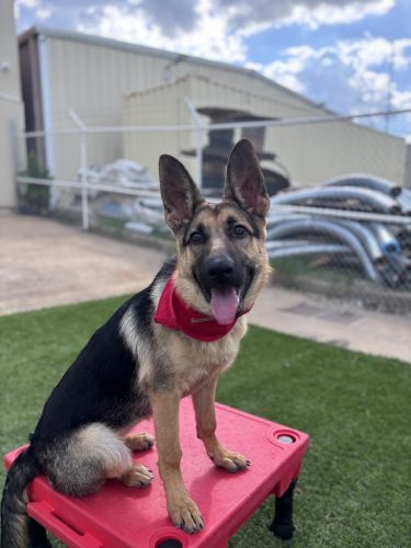 Dog-Training-Tulsa-172