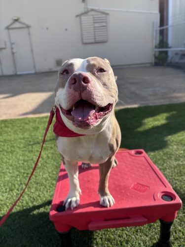 Dog-Training-Tulsa-173