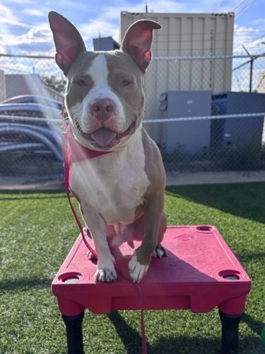 Dog-Training-Tulsa-174