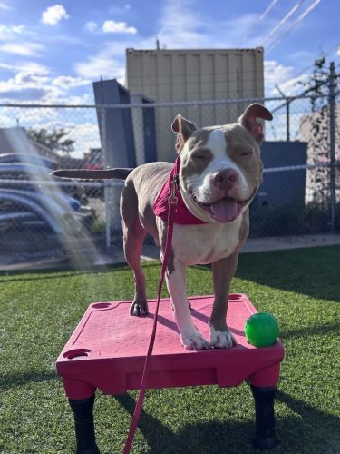 Dog-Training-Tulsa-177