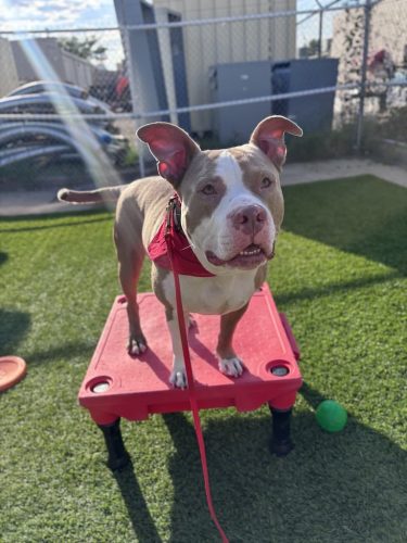 Dog-Training-Tulsa-181