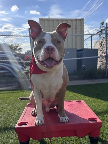 Dog-Training-Tulsa-184