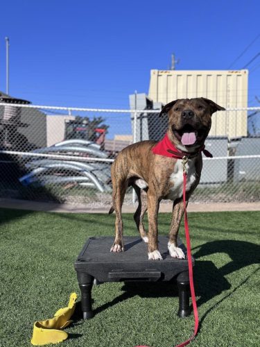 Dog-Training-Tulsa-186