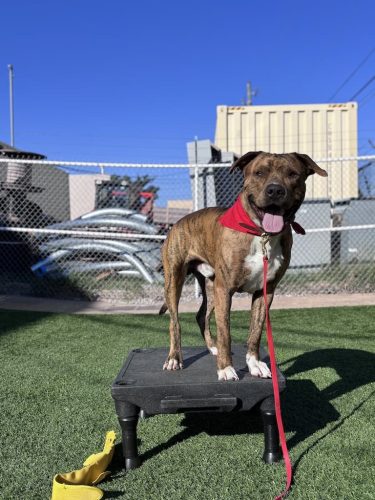 Dog-Training-Tulsa-187