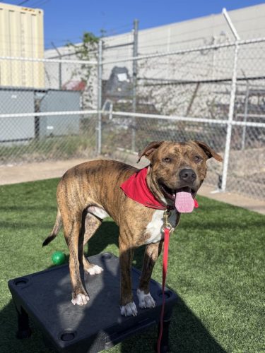 Dog-Training-Tulsa-188