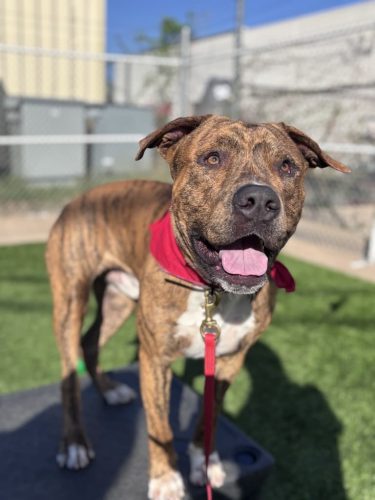 Dog-Training-Tulsa-189