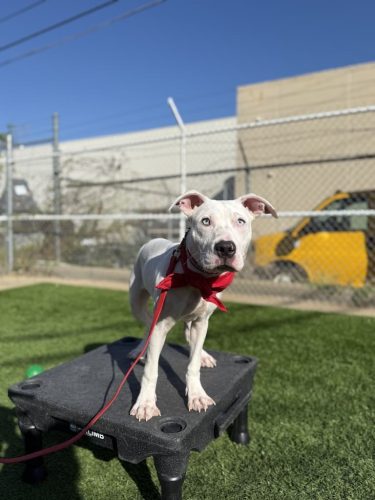 Dog-Training-Tulsa-194