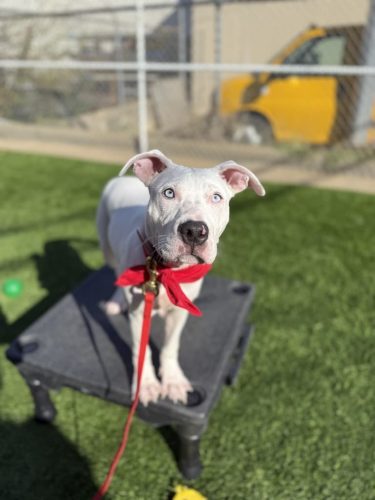 Dog-Training-Tulsa-195