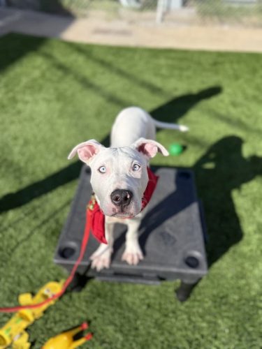 Dog-Training-Tulsa-197