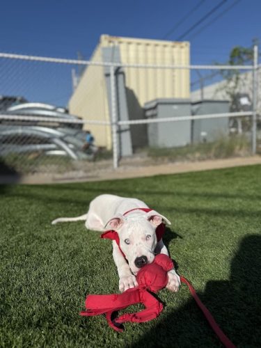Dog-Training-Tulsa-198