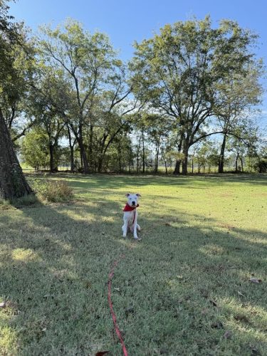 Dog-Training-Tulsa-200