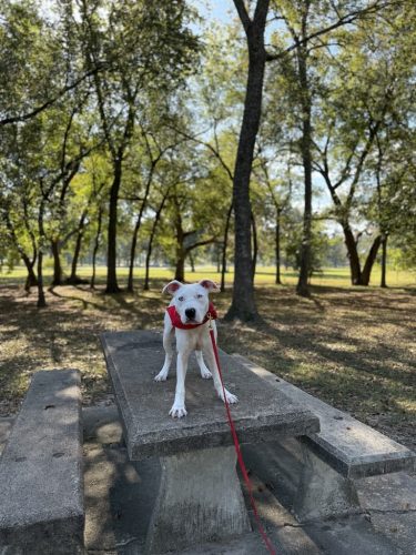 Dog-Training-Tulsa-201