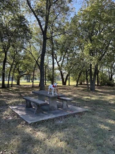 Dog-Training-Tulsa-202