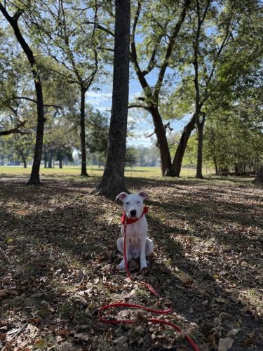 Dog-Training-Tulsa-203