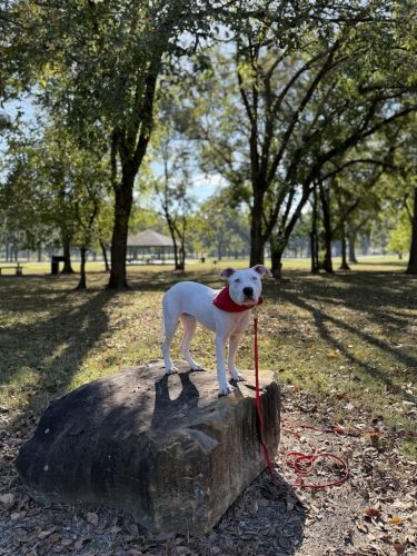 Dog-Training-Tulsa-205