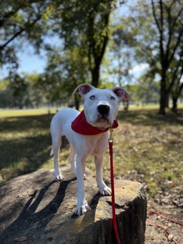 Dog-Training-Tulsa-206