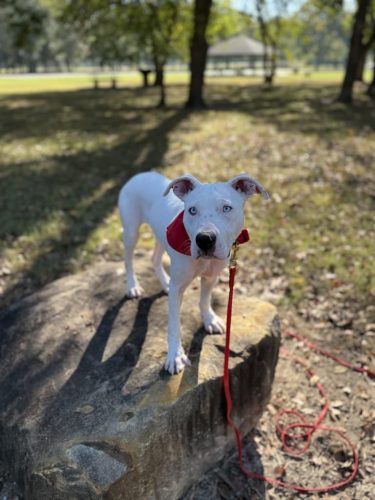 Dog-Training-Tulsa-207