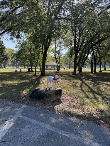 Dog-Training-Tulsa-208