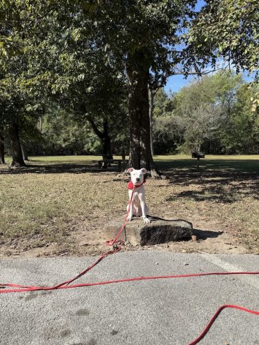 Dog-Training-Tulsa-210