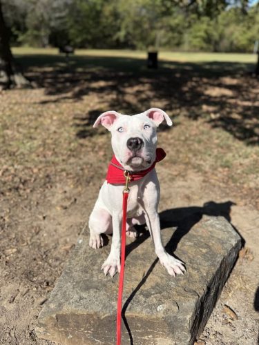 Dog-Training-Tulsa-211