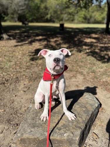 Dog-Training-Tulsa-212