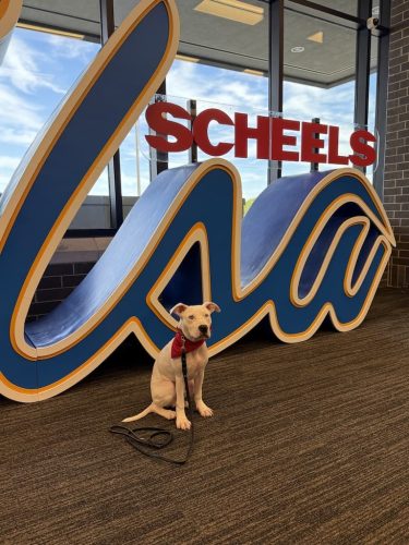 Dog-Training-Tulsa-213