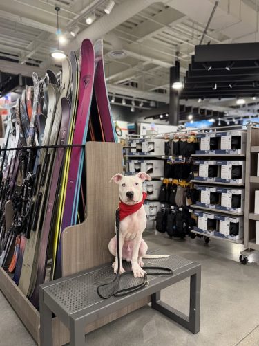 Dog-Training-Tulsa-215