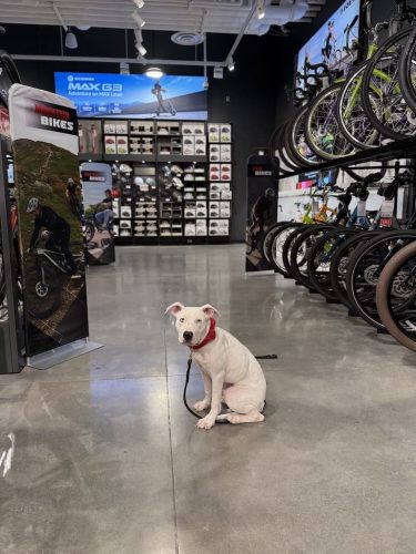 Dog-Training-Tulsa-216