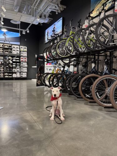 Dog-Training-Tulsa-217