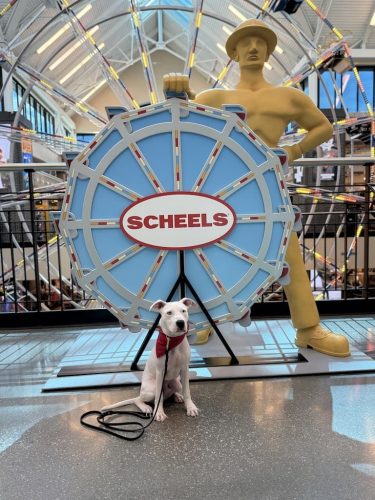 Dog-Training-Tulsa-218