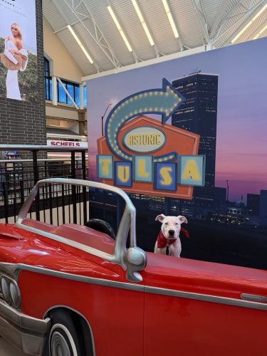 Dog-Training-Tulsa-220