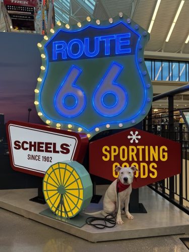 Dog-Training-Tulsa-221