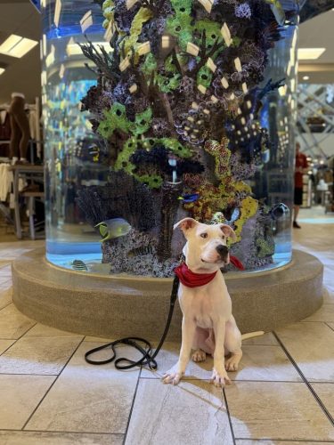 Dog-Training-Tulsa-222