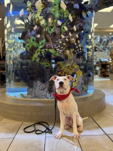 Dog-Training-Tulsa-224