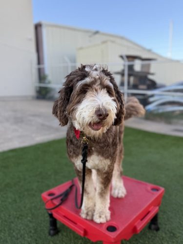 Dog-Training-Tulsa-226