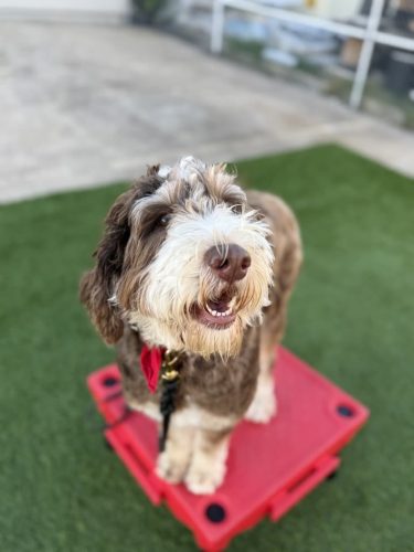 Dog-Training-Tulsa-227