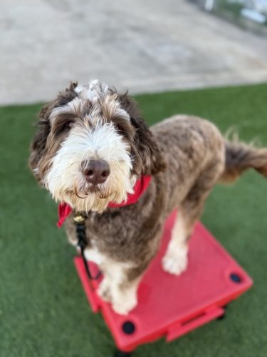 Dog-Training-Tulsa-228