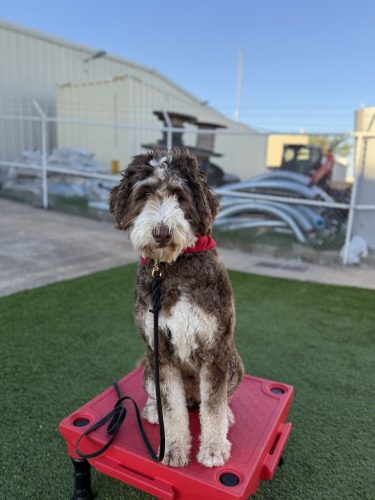 Dog-Training-Tulsa-229