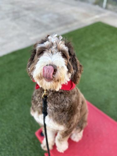 Dog-Training-Tulsa-230