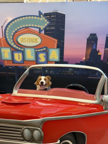 Dog-Training-Tulsa-473