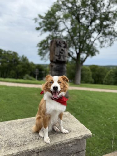 Dog-Training-Tulsa-475