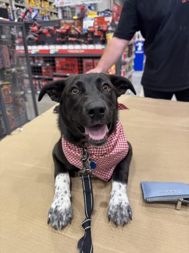 Dog-Training-Tulsa-476